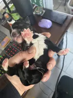 Yourdy, a male Golden Mountain Doodle for sale in Knoxville, TN – Photo 4 of 4