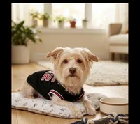 Legend, a male Yorkshire Terrier for sale in Jonesboro, GA – 1 of 1