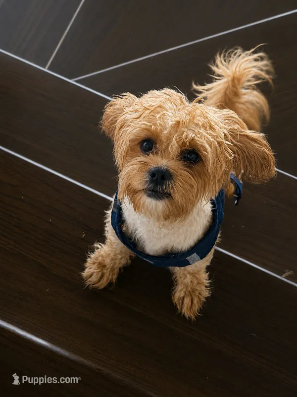 MELO  – Yorkipoo, Yorkshire Terrier puppy for sale in Jonesboro, GA