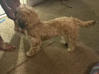 Minnie Mouse , a female Cavapoo and Goldendoodle for sale in Jonesboro, GA – 2 of 3