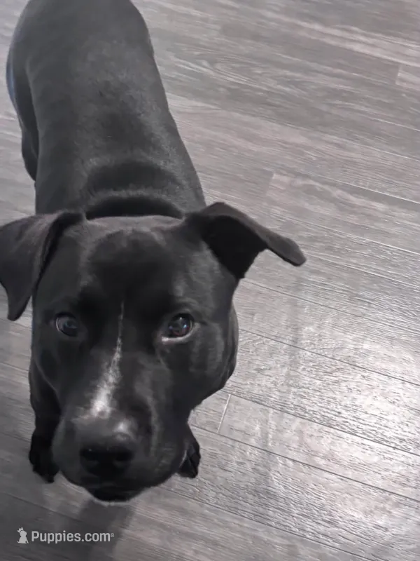 Max  – American Pit Bull Terrier, Labrador Retriever puppy for sale in Jonesboro, GA
