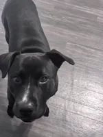 Max , a male American Pit Bull Terrier and Labrador Retriever for sale in Jonesboro, GA – 1 of 2