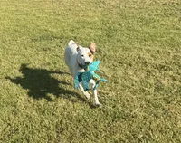 Sydni , a female American Pit Bull Terrier for sale in Jonesboro, GA – 2 of 3