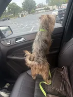 Milo , a male Yorkshire Terrier for sale in Jonesboro, GA – 3 of 3