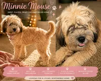 Minnie Mouse , a female Cavapoo and Goldendoodle for sale in Jonesboro, GA – 1 of 3