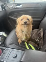 Milo , a male Yorkshire Terrier for sale in Jonesboro, GA – 2 of 3