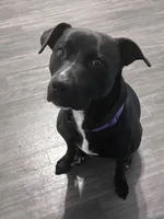 Max , a male American Pit Bull Terrier and Labrador Retriever for sale in Jonesboro, GA – 2 of 2