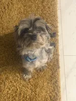Cosmo , a male Yorkshire Terrier for sale in Jonesboro, GA – 3 of 4