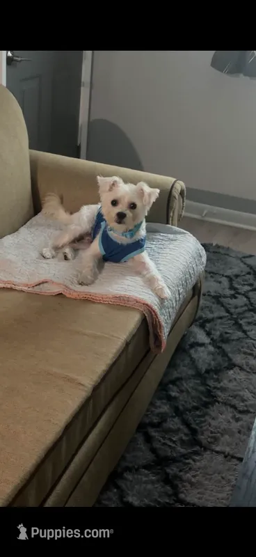 Casper  – West Highland White Terrier puppy for sale in Jonesboro, GA