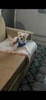 Casper , a male West Highland White Terrier for sale in Jonesboro, GA – 1 of 2