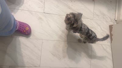 Cosmo , a male Yorkshire Terrier for sale in Jonesboro, GA – 4 of 4