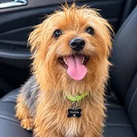 Milo , a male Yorkshire Terrier for sale in Jonesboro, GA – 1 of 3