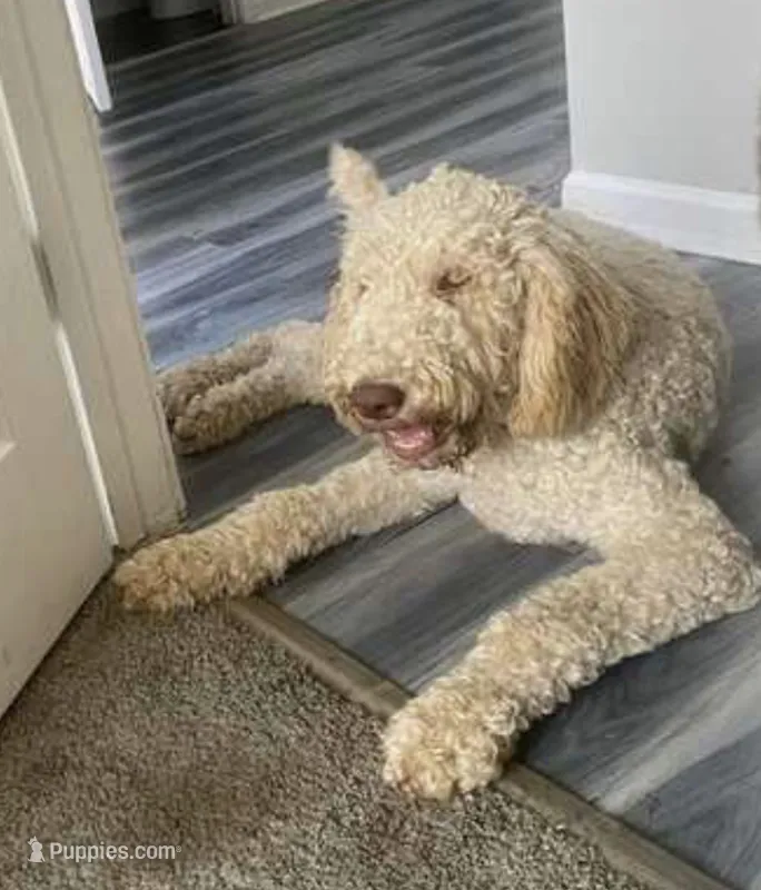 Dooby  – Goldendoodle puppy for sale in Jonesboro, GA