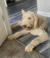 Dooby , a male Goldendoodle for sale in Jonesboro, GA – 1 of 2