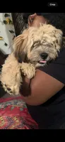 Minnie Mouse , a female Cavapoo and Goldendoodle for sale in Jonesboro, GA – 3 of 3