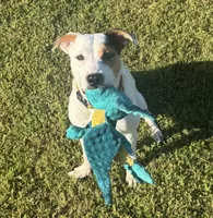 Sydni , a female American Pit Bull Terrier for sale in Jonesboro, GA – 3 of 3