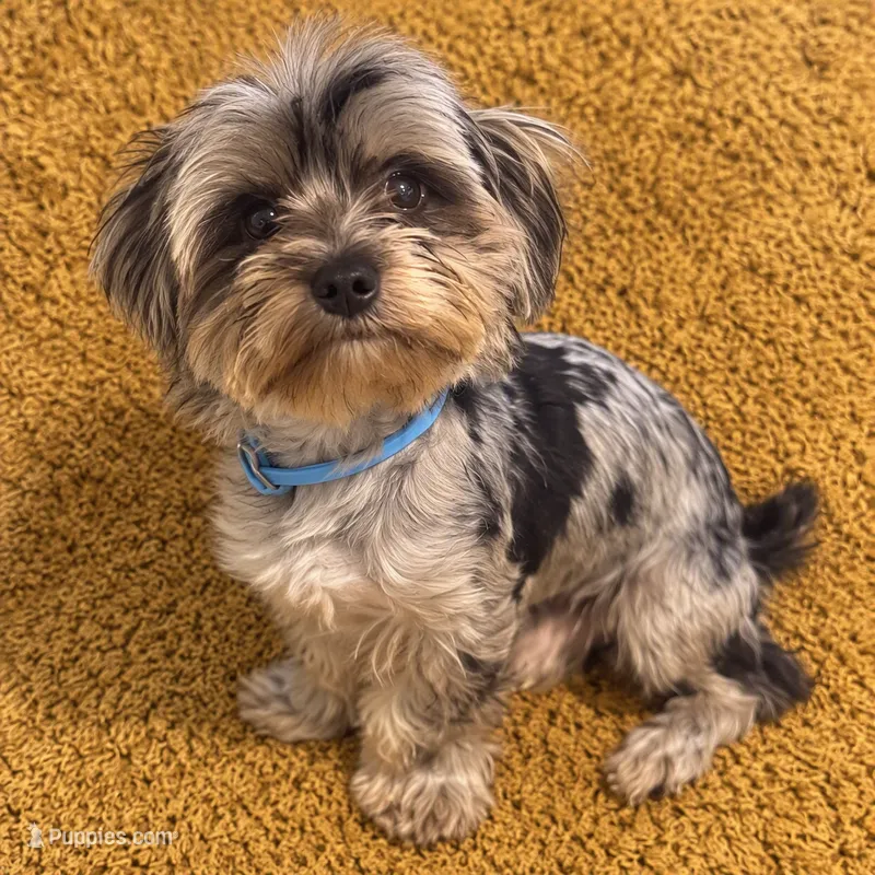 Cosmo  – Yorkshire Terrier puppy for sale in Jonesboro, GA