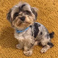 Cosmo , a male Yorkshire Terrier for sale in Jonesboro, GA – 1 of 4