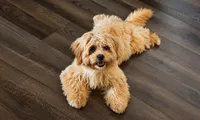 MELO , a male Yorkipoo and Yorkshire Terrier for sale in Jonesboro, GA – 2 of 2