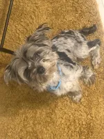 Cosmo , a male Yorkshire Terrier for sale in Jonesboro, GA – 2 of 4