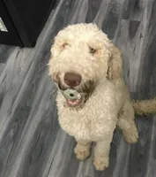 Dooby , a male Goldendoodle for sale in Jonesboro, GA – 2 of 2