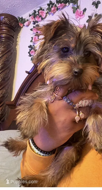 Wanda ckc  – Yorkshire Terrier puppy for sale in Jonesboro, GA