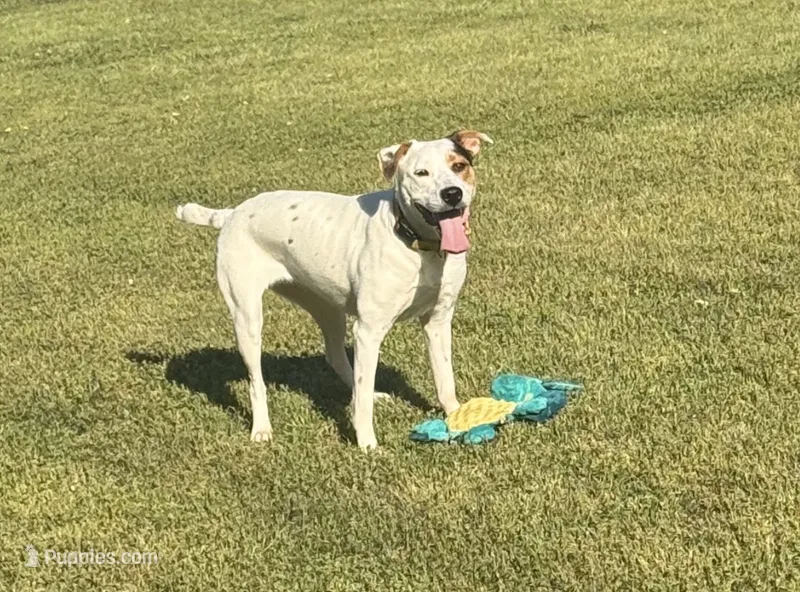 Sydni  – American Pit Bull Terrier puppy for sale in Jonesboro, GA