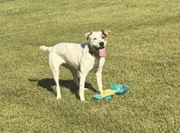 Sydni , a female American Pit Bull Terrier for sale in Jonesboro, GA – 1 of 3
