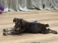 Jimmeney, a male Miniature Schnauzer for sale in Phoenix, AZ – 3 of 5