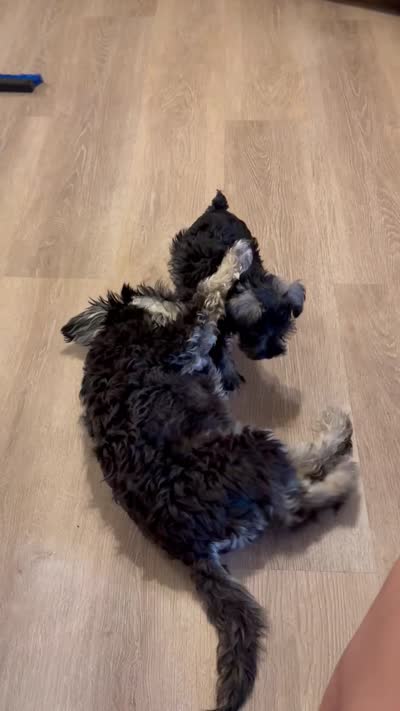 Mr. Mustache  , a male Miniature Schnauzer for sale in Phoenix, AZ – 7 of 7