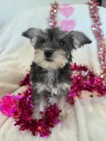 Sweet Salt and Pepper Baby Girl, a female Miniature Schnauzer for sale in Phoenix, AZ – Photo 3 of 4