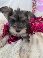 Sweet Salt and Pepper Baby Girl, a female Miniature Schnauzer for sale in Phoenix, AZ – Photo 4 of 4