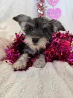 Sweet Salt and Pepper Baby Girl, a female Miniature Schnauzer for sale in Phoenix, AZ – Photo 2 of 4