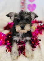 Sweet Salt and Pepper Baby Girl, a female Miniature Schnauzer for sale in Phoenix, AZ – Photo 1 of 4