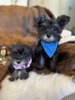 Andy, a male Miniature Schnauzer for sale in Phoenix, AZ – Photo 4 of 4