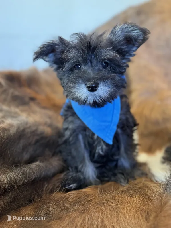 Andy – Miniature Schnauzer puppy for sale in Phoenix, AZ