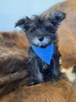 Andy, a male Miniature Schnauzer for sale in Phoenix, AZ – Photo 1 of 4