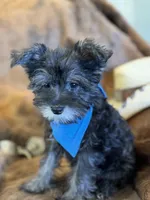 Andy, a male Miniature Schnauzer for sale in Phoenix, AZ – Photo 3 of 4