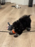 Angel- Toy Baby Girl, a female Miniature Schnauzer for sale in Phoenix, AZ – 2 of 4