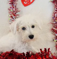 Luke, a male Miniature Schnauzer for sale in Phoenix, AZ – Photo 2 of 3
