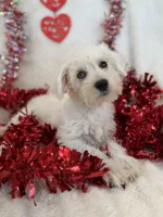 Luke, a male Miniature Schnauzer for sale in Phoenix, AZ – Photo 3 of 3