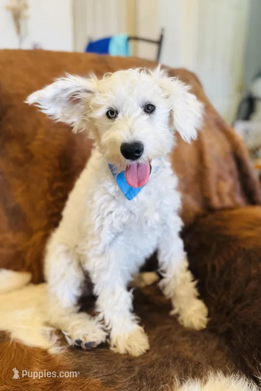 Luke – Miniature Schnauzer puppy for sale in Phoenix, AZ