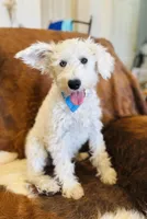 Luke, a male Miniature Schnauzer for sale in Phoenix, AZ – 1 of 5