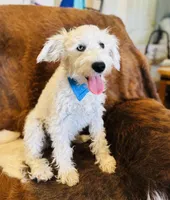 Luke, a male Miniature Schnauzer for sale in Phoenix, AZ – 3 of 5