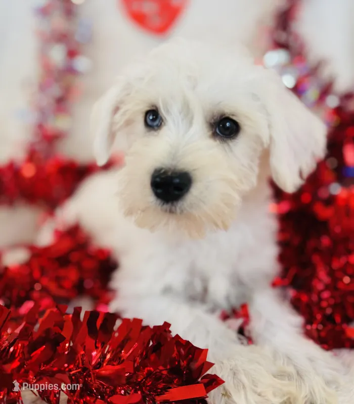 Luke – Miniature Schnauzer puppy for sale in Phoenix, AZ