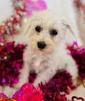 Winter, a female Miniature Schnauzer for sale in Phoenix, AZ – Photo 2 of 2