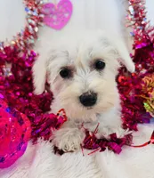 Winter, a female Miniature Schnauzer for sale in Phoenix, AZ – Photo 1 of 2