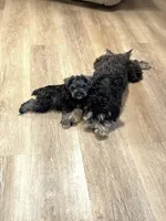 Mr. Mustache  , a male Miniature Schnauzer for sale in Phoenix, AZ – 5 of 7