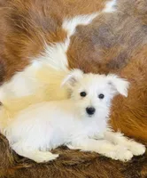 Kiko , a female Miniature Schnauzer for sale in Phoenix, AZ – Photo 3 of 4