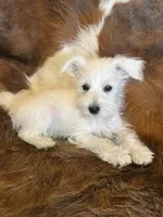 Kiko , a female Miniature Schnauzer for sale in Phoenix, AZ – Photo 4 of 4